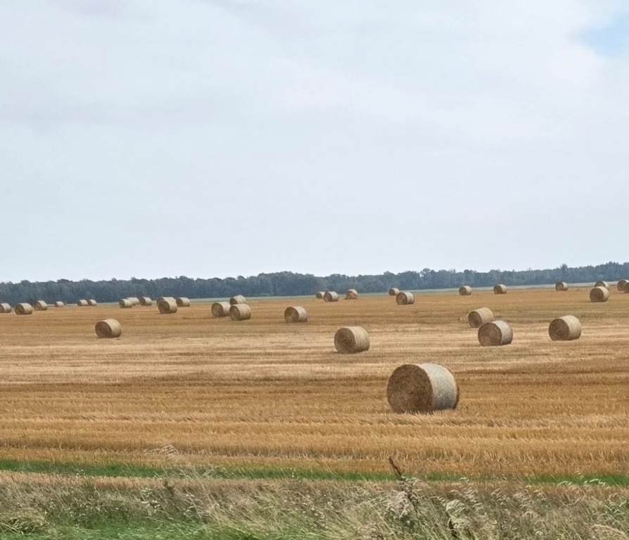 IMG-20250911-WA0003_copy_894x768 (2).jpg